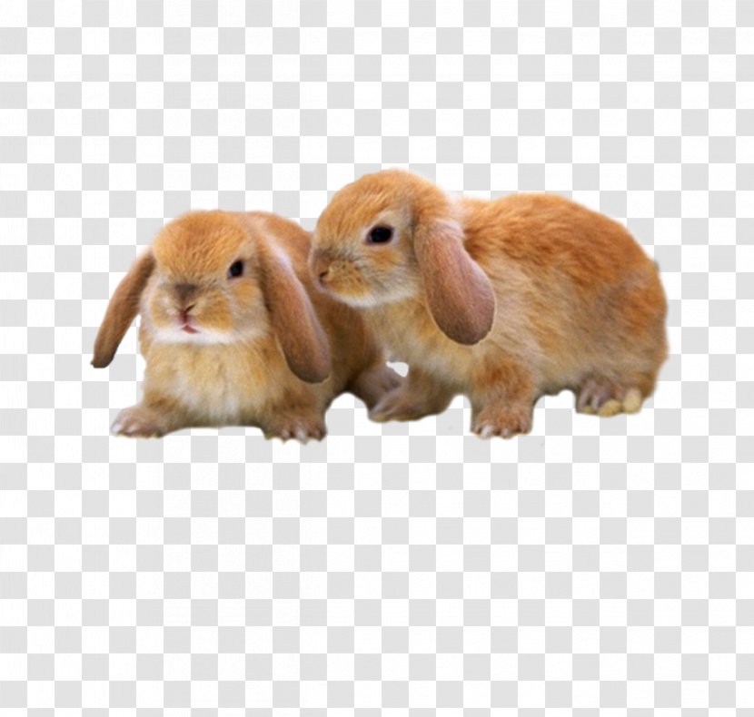 Mini Lop Rex Holland Netherland Dwarf Rabbit - Show Jumping - Cute Brown Bunny Transparent PNG