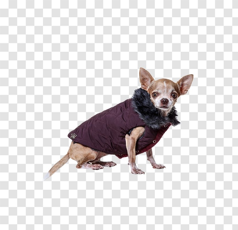 Dog Breed Merino Cashmere Wool Chihuahua - Companion - Princess Prince Transparent PNG