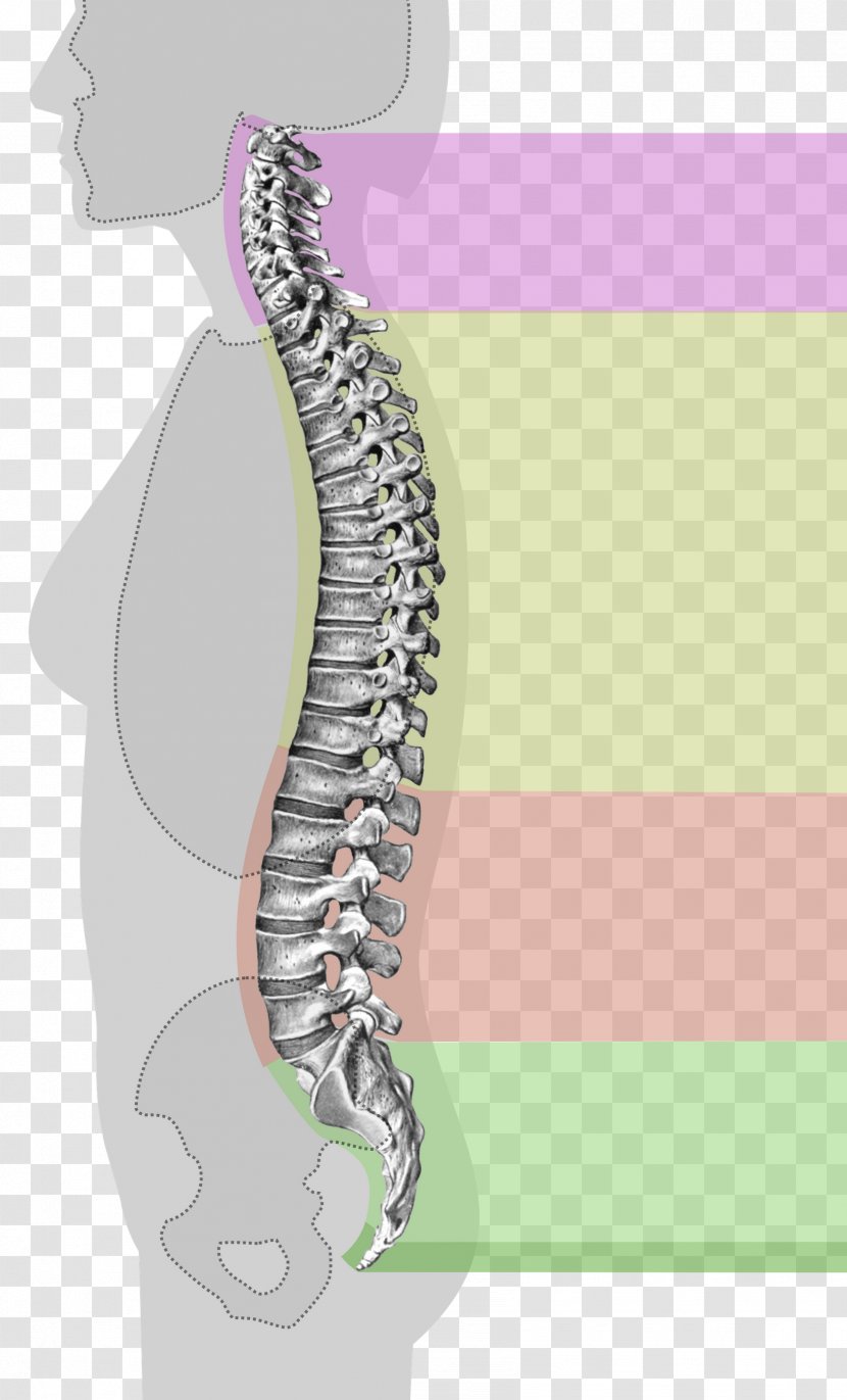 Vertebral Column Spinal Stenosis Neutral Spine Back Pain - Tree - Watercolor Transparent PNG