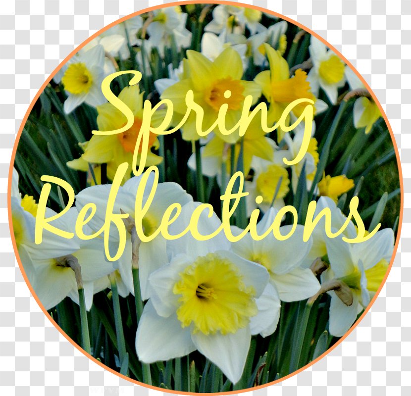 Floristry Cut Flowers Narcissus Annual Plant - Greet The Spring Transparent PNG