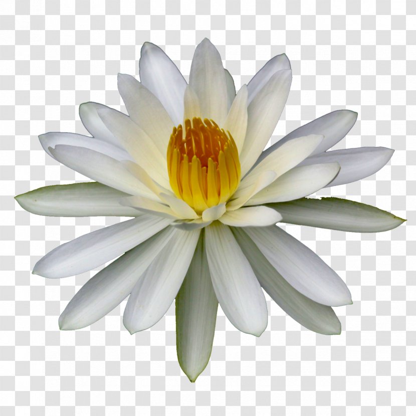 Flower Lilium Water Lilies Body Of Plant - Larva - Lily Transparent PNG