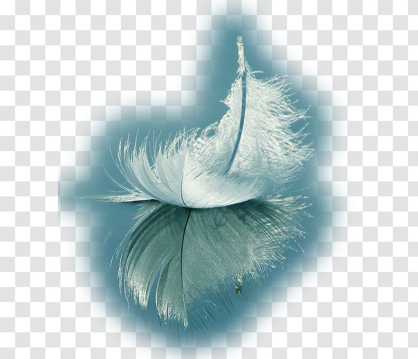White Feather Spirituality Love - Still Life Photography Transparent PNG