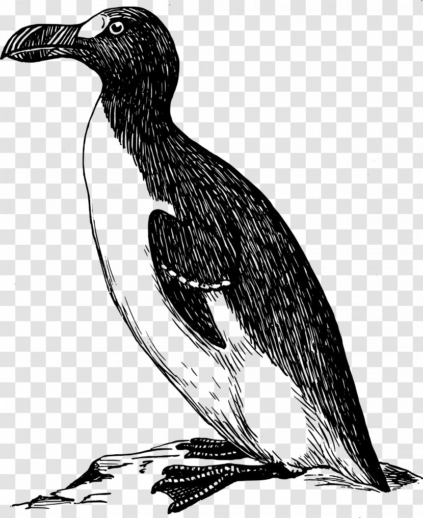 Drawing Great Auk Clip Art - Bird - Small Animal Transparent PNG