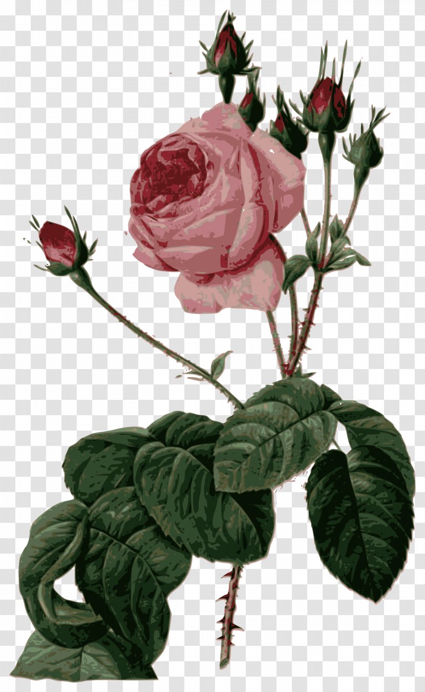 Les Roses Pierre-Joseph Redouté (1759-1840) Cabbage Rose Painter Canvas - Cut Flowers - Pierrejoseph Redoutxe9 Transparent PNG