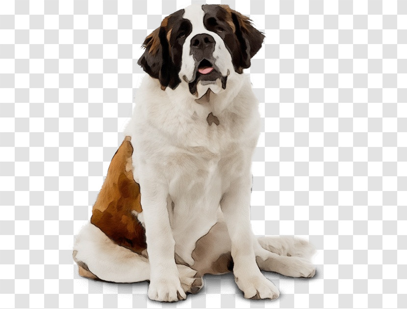 St. Bernard Drentse Patrijshond Cat Snout Companion Dog Transparent PNG