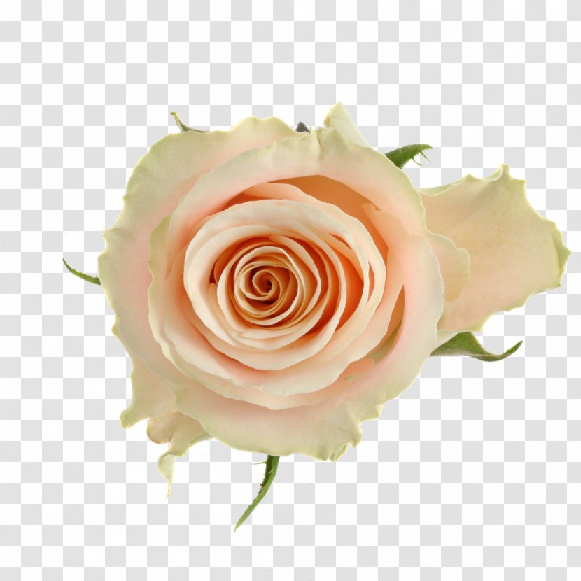 Garden Roses Cabbage Rose Floribunda Cut Flowers Flower Bouquet - Peach Transparent PNG