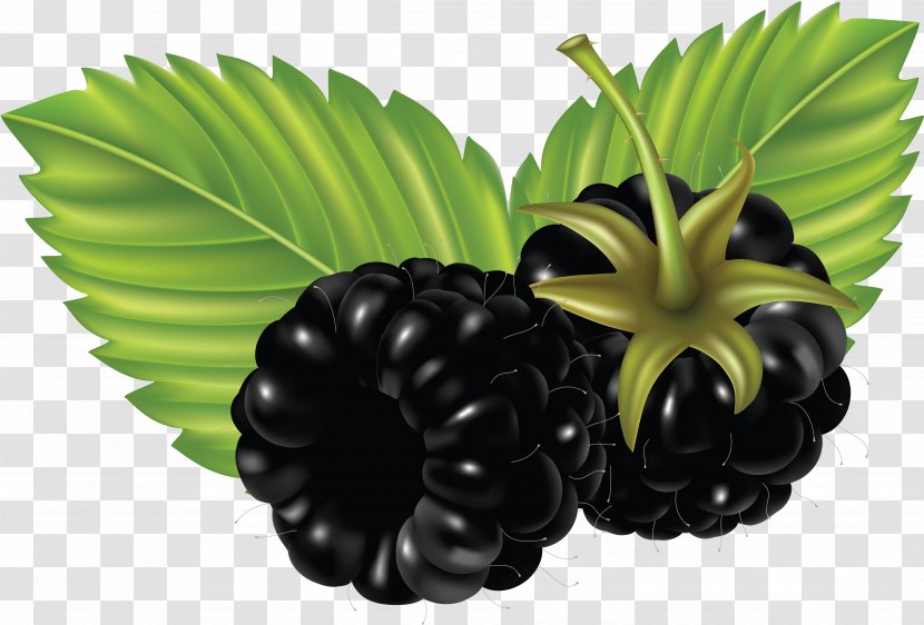 Blackberry Fruit Clip Art Transparent PNG