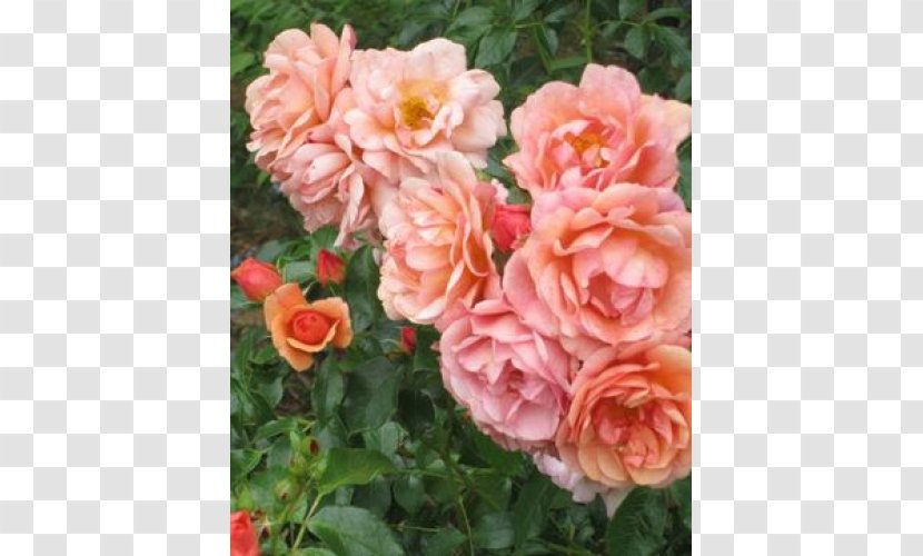 Floribunda Garden Roses Cabbage Rose China Memorial - Plant Transparent PNG