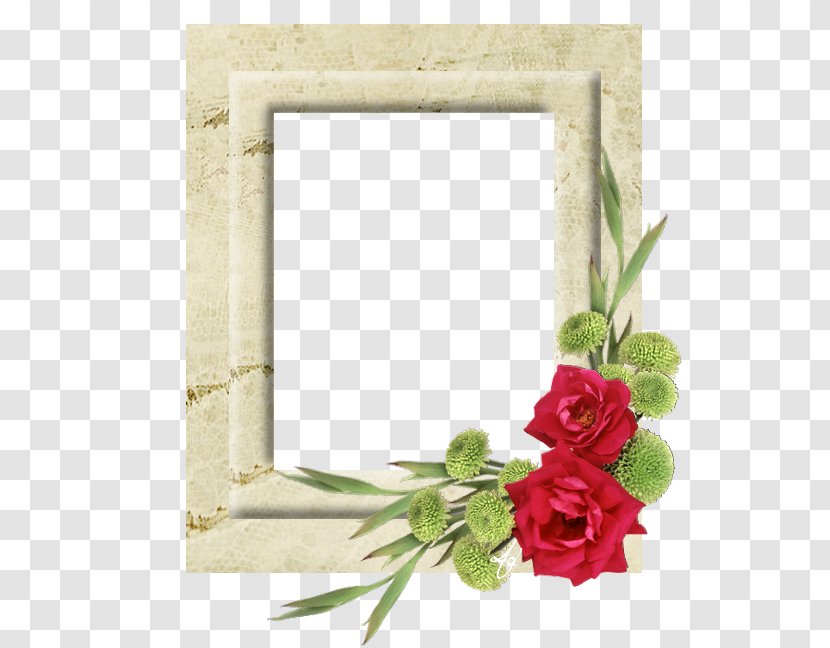 Rose Picture Frames God Photography Floral Design - Plant Transparent PNG
