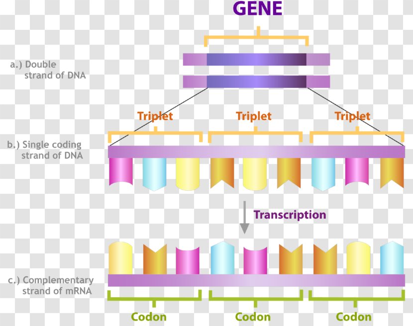 Codon DNA Transcription RNA Nucleic Acid Sequence - Frame - Invertebrate Transparent PNG