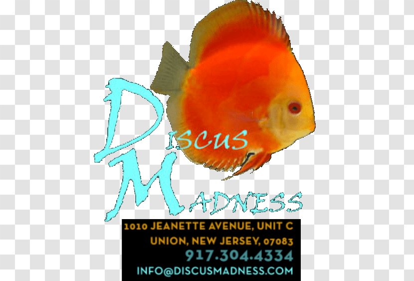 Fish Discus Madness Logo Whatcha See Is Get - New Jersey - Aquarium Cabinets And Canopies Transparent PNG