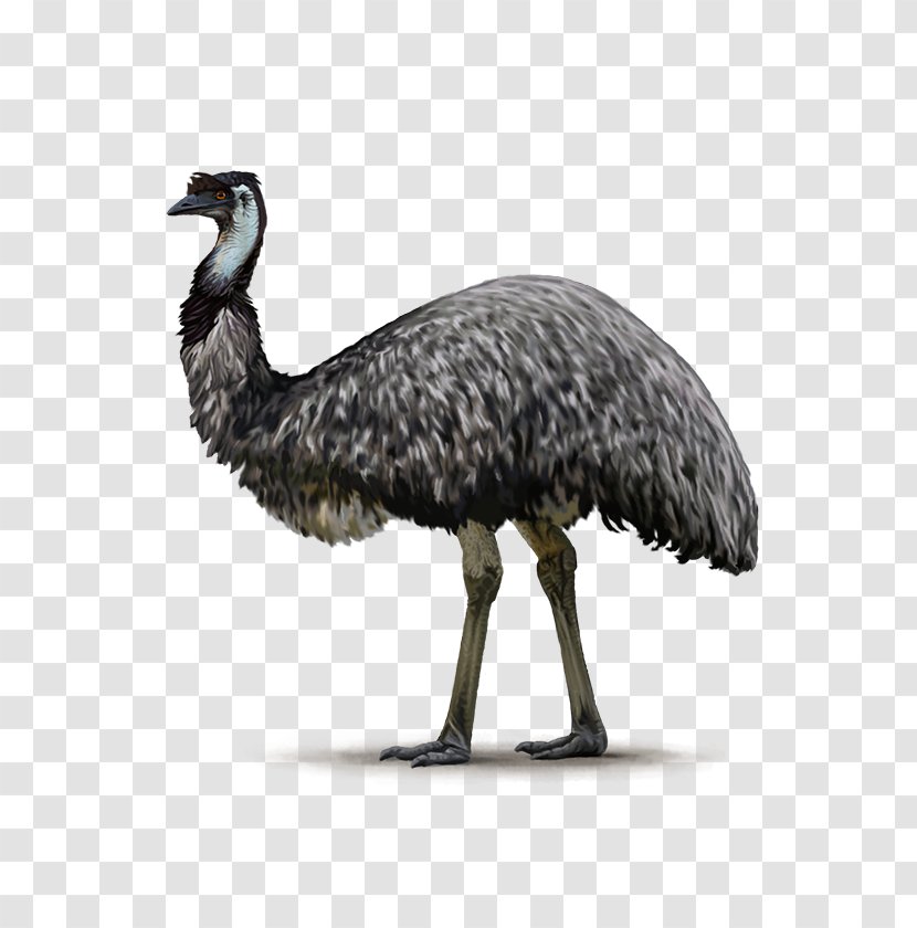 Common Ostrich Flightless Bird Emu Ratite - Handbook Of The Birds World Transparent PNG