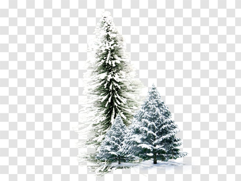 Winter Wallpaper - Tree - Pine Transparent PNG