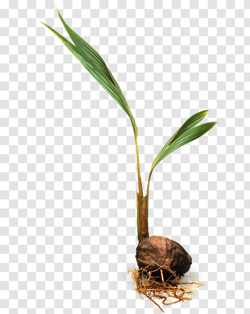 Trees For Kids Arecaceae Coconut Plant Transparent PNG