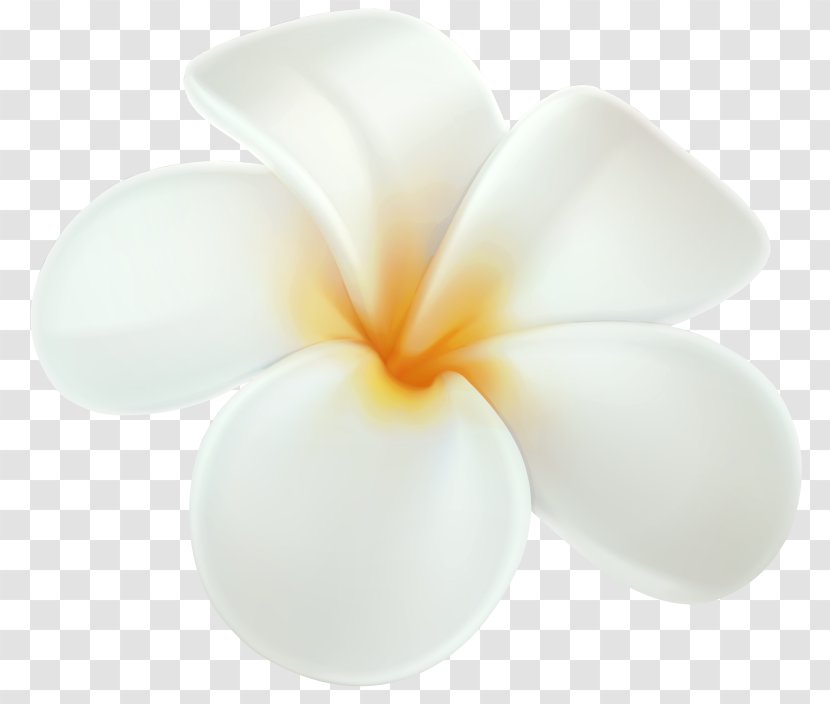 Hawaii Frangipani Clip Art Flower - Hawaiian Language Transparent PNG