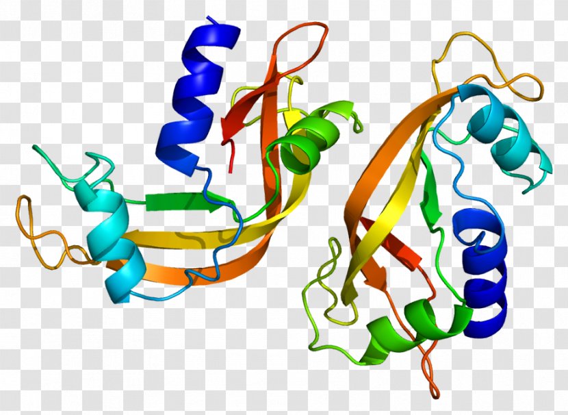 Bovine Pancreatic Ribonuclease 4 Endoribonuclease - Angiogenin - Protein Transparent PNG