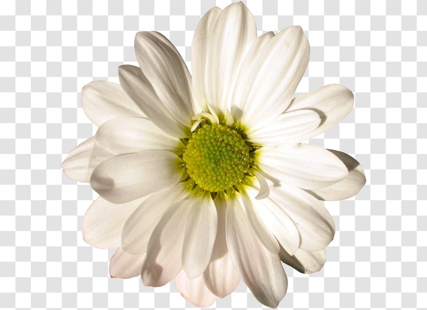 Oxeye Daisy German Chamomile Cut Flowers Petal - Family - Flower Transparent PNG