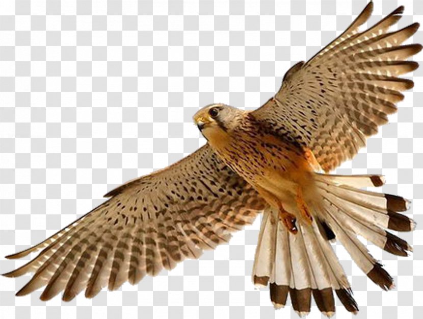 Bird Falcon Clip Art - Eagle Transparent PNG