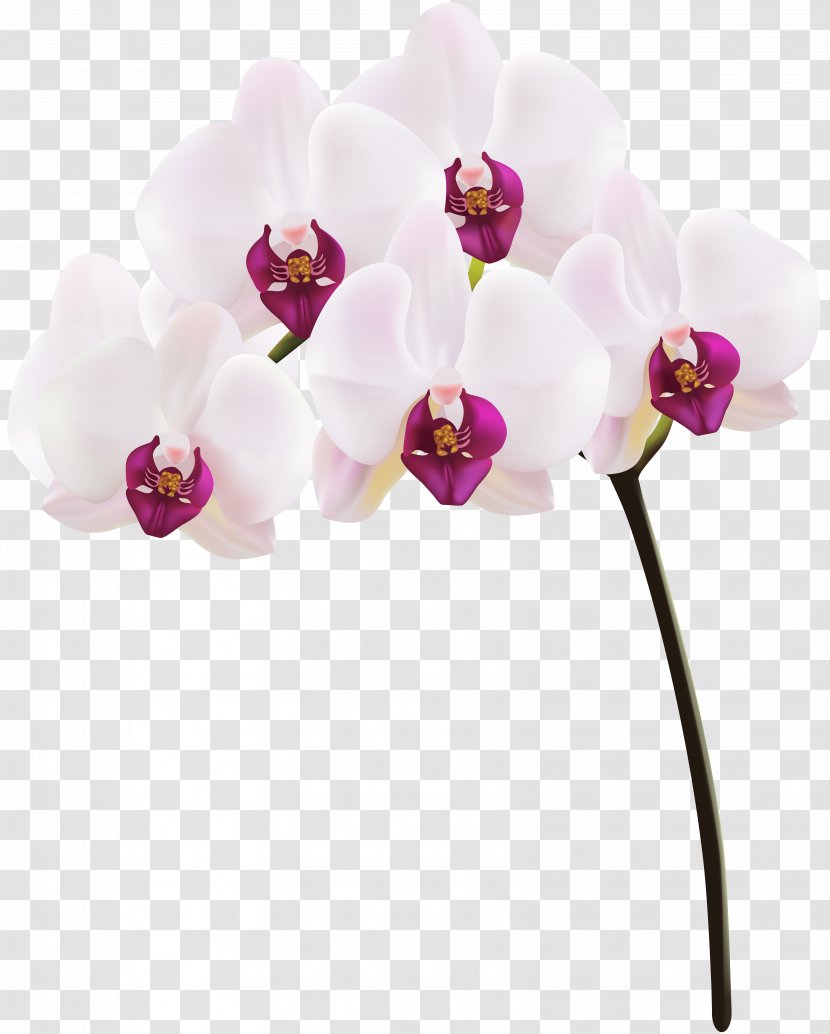 Orchids Clip Art - Moth Orchid - Image Transparent PNG