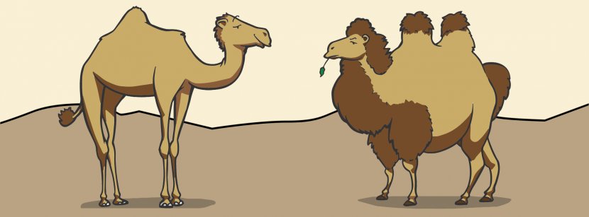 Dromedary Bactrian Camel Morocco Pack Animal - Moroccan Arabic Transparent PNG