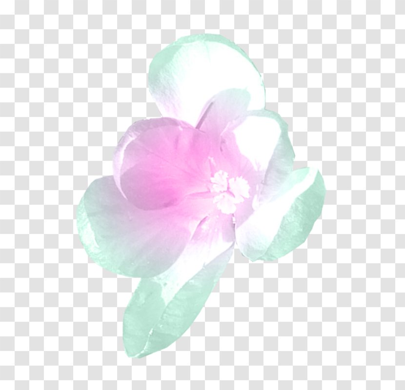 Petal - Flower Transparent PNG