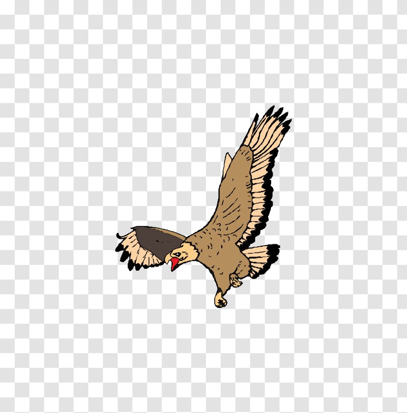 Bald Eagle Drawing - Accipitriformes Transparent PNG