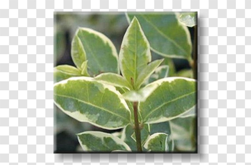 Leaf Ligustrum Ovalifolium Wild Privet Euonymus Japonicus Elder - Plant Stem Transparent PNG