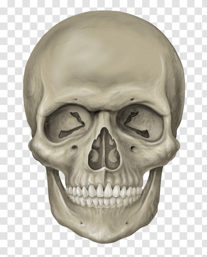 Skull Human Skeleton - Axial - Image Transparent PNG
