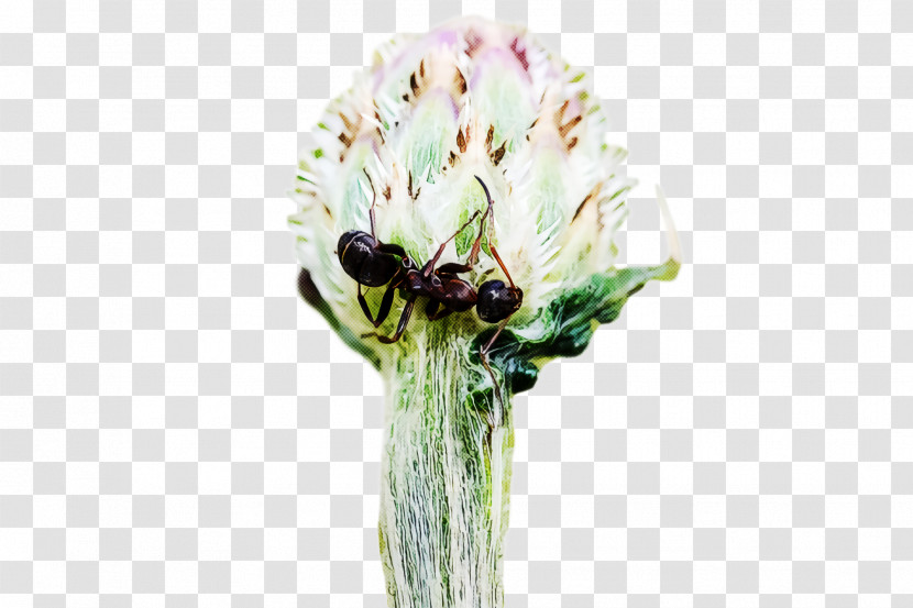 Cut Flowers Insect Flower Transparent PNG