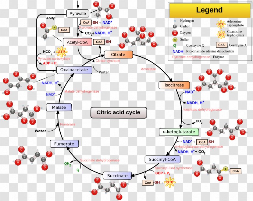 Citric Acid Cycle Cellular Respiration Tricarboxylic Pyruvic Transparent PNG