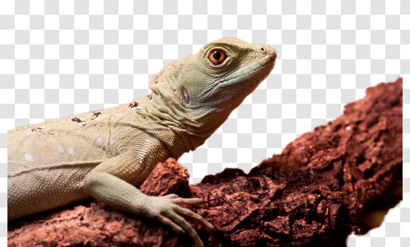 Lizard Chameleons Reptile Desktop Wallpaper Green Iguana - Fauna Transparent PNG