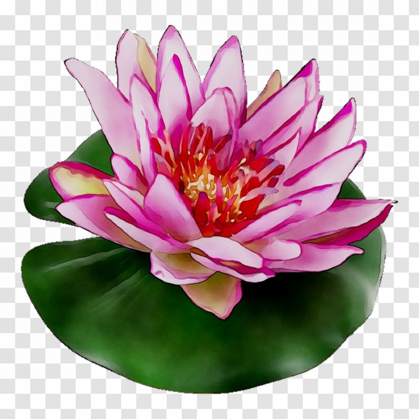 Sacred Lotus Electronic Cigarette Aerosol And Liquid Petal Flower - Pink Transparent PNG