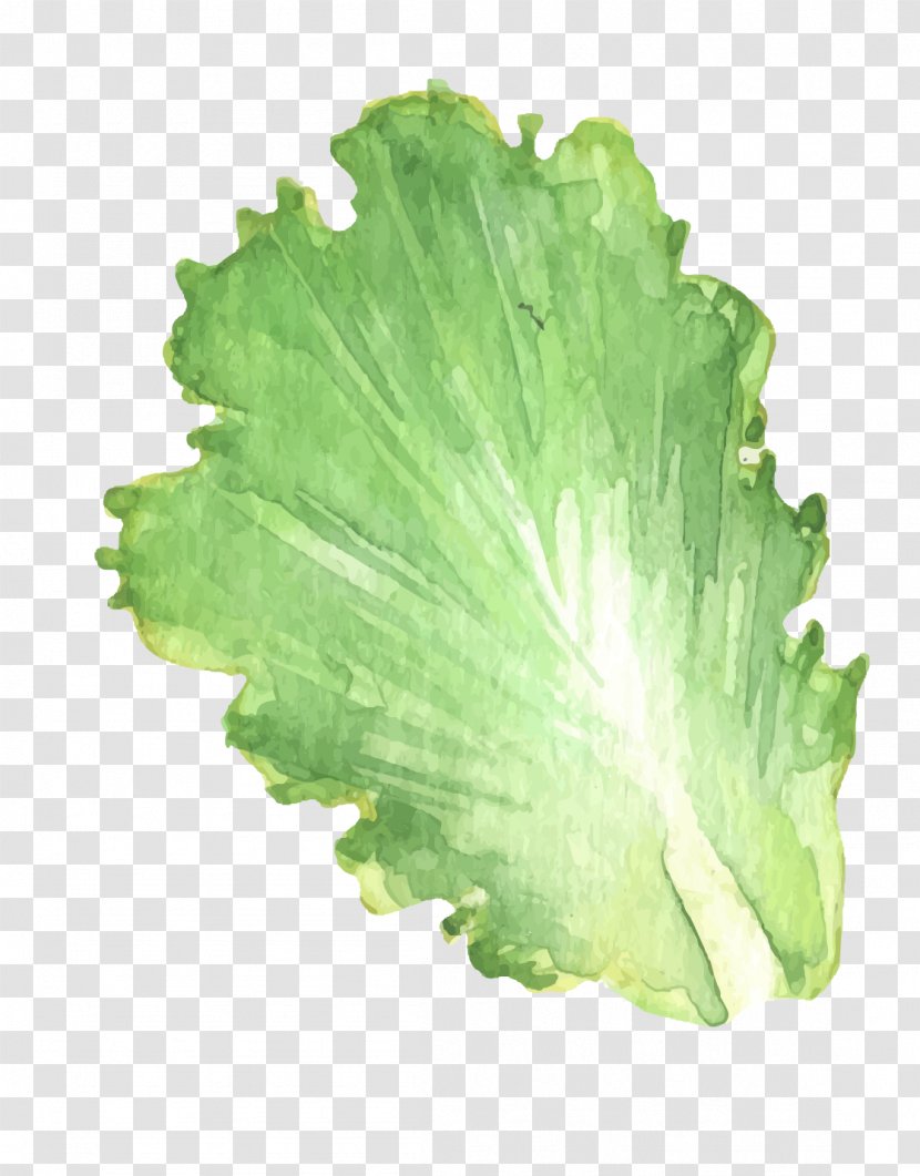 Leaf Vegetable Chinese Cabbage - Onion - Vector Leaves Transparent PNG