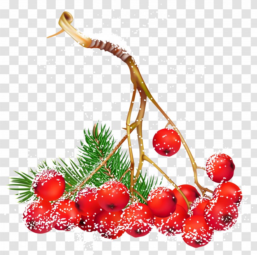 Common Holly Christmas Berry Clip Art - Transparent Snowy Berries Clipart Transparent PNG