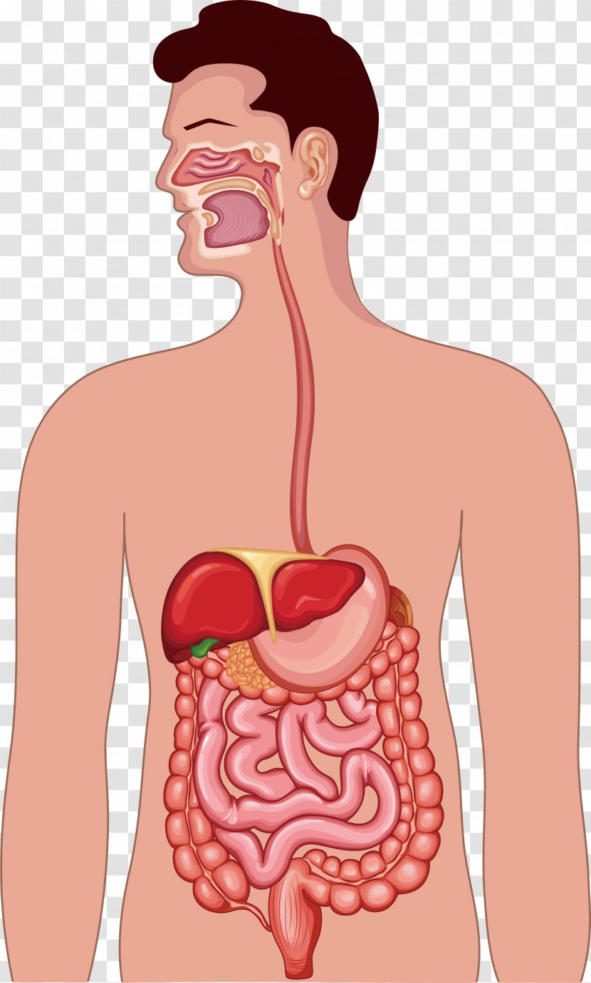 Gastrointestinal Tract Human Digestive System Anatomy Illustration - Silhouette - Body Function Design Transparent PNG