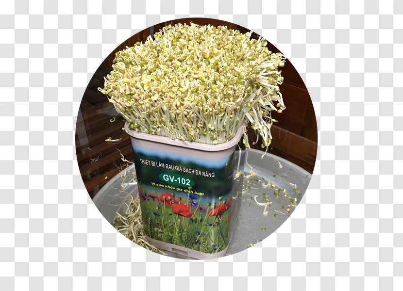 Bean Sprout National Office Of Intellectual Property Vietnam Distribution Food - Flowerpot - May 20 Transparent PNG