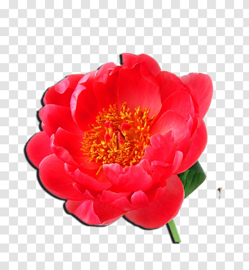 Moutan Peony Beach Rose Flower No Transparent PNG
