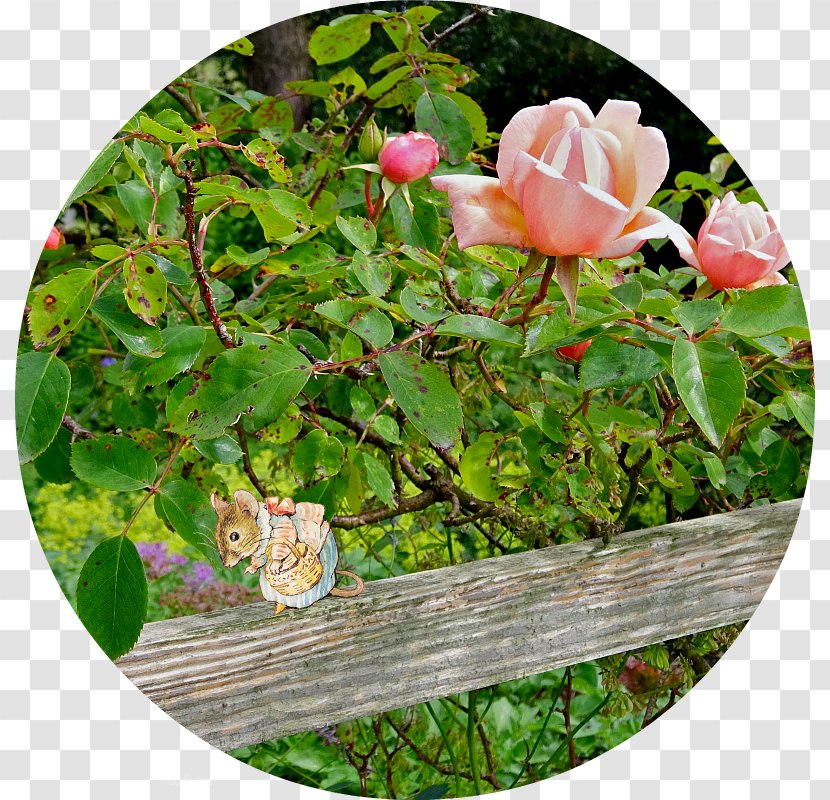Centifolia Roses Rosaceae Garden Groundcover Flower - Grass - BEATRIX POTTER Transparent PNG