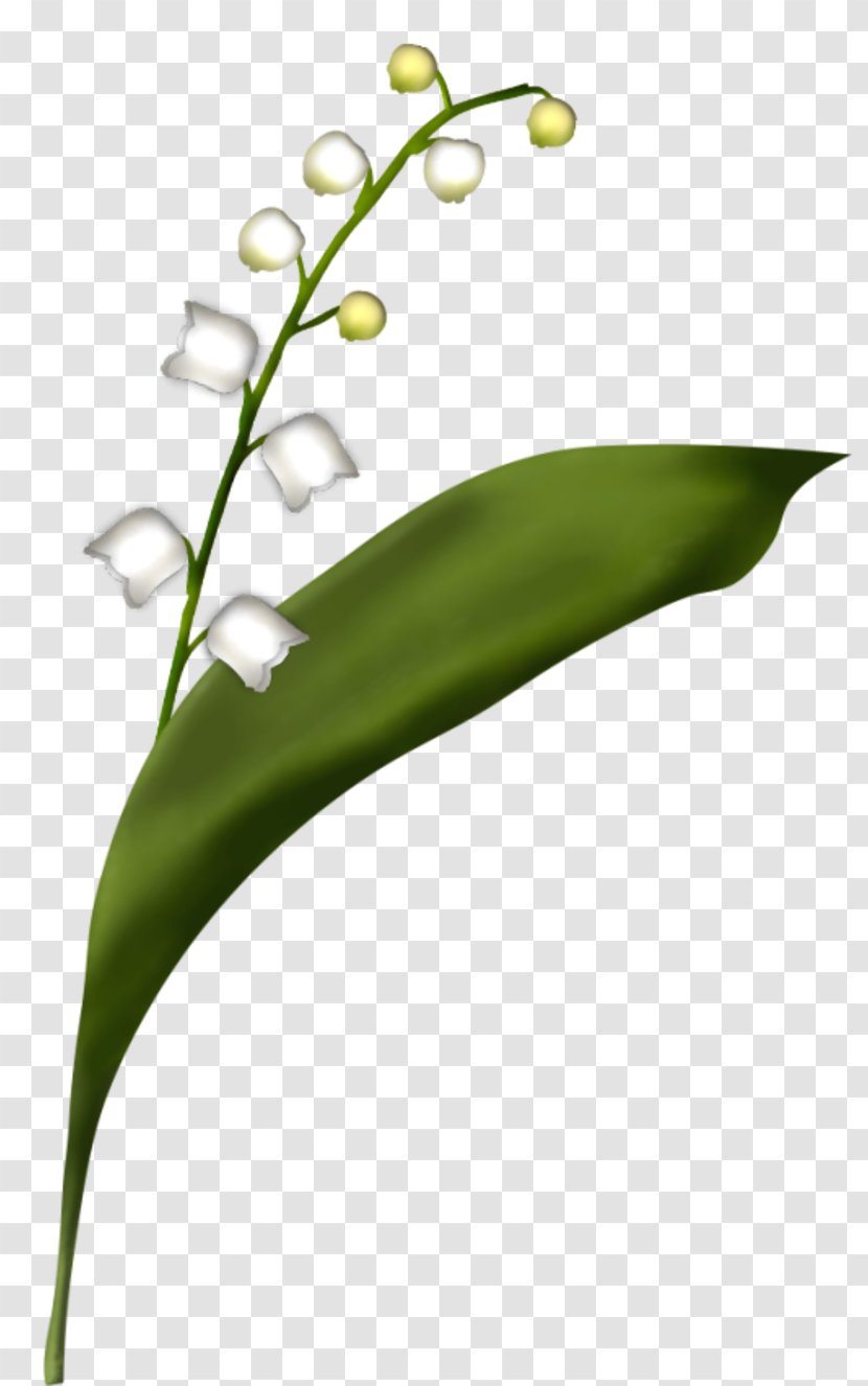 Flower Lily Of The Valley Centerblog - Plant - A4 Transparent PNG