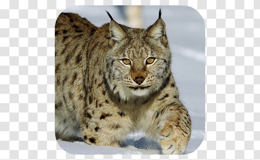 Eurasian Lynx Felidae Canada Lake Baikal Brown Bear - Wildlife - Wolverine Transparent PNG