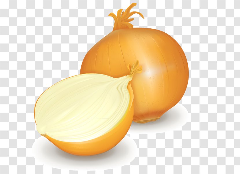 Euclidean Vector Shutterstock Stock Illustration - Onion - Onions Transparent PNG