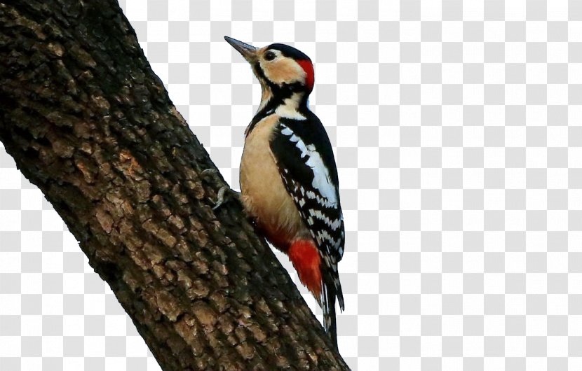 Woodpecker Bird Icon - Naumanns Thrush - Persimmon Tree Transparent PNG
