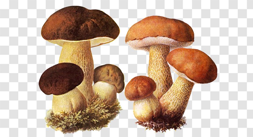 Boletus Edulis Fungus Aspen Mushroom Edible Transparent PNG