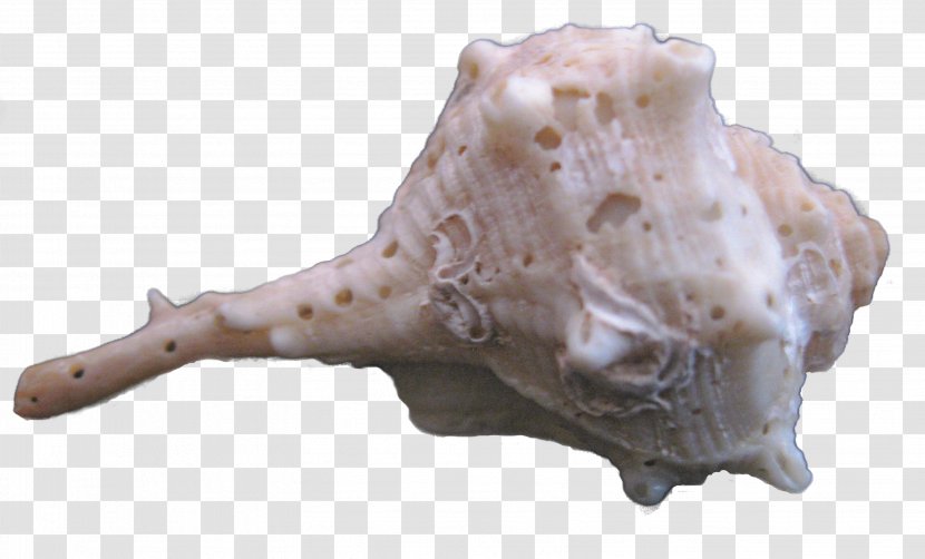 Seashell - Conch - Alien Transparent PNG