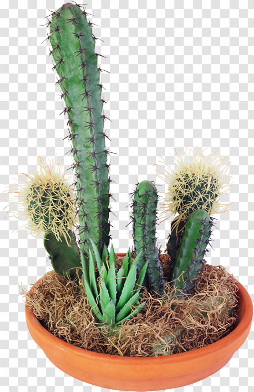 Cactaceae Succulent Plant Clip Art - Houseplant - Cactus Transparent PNG