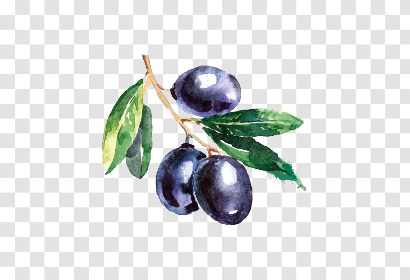 Olive Branch Watercolor Painting Drawing - Delicious Blueberry Transparent PNG