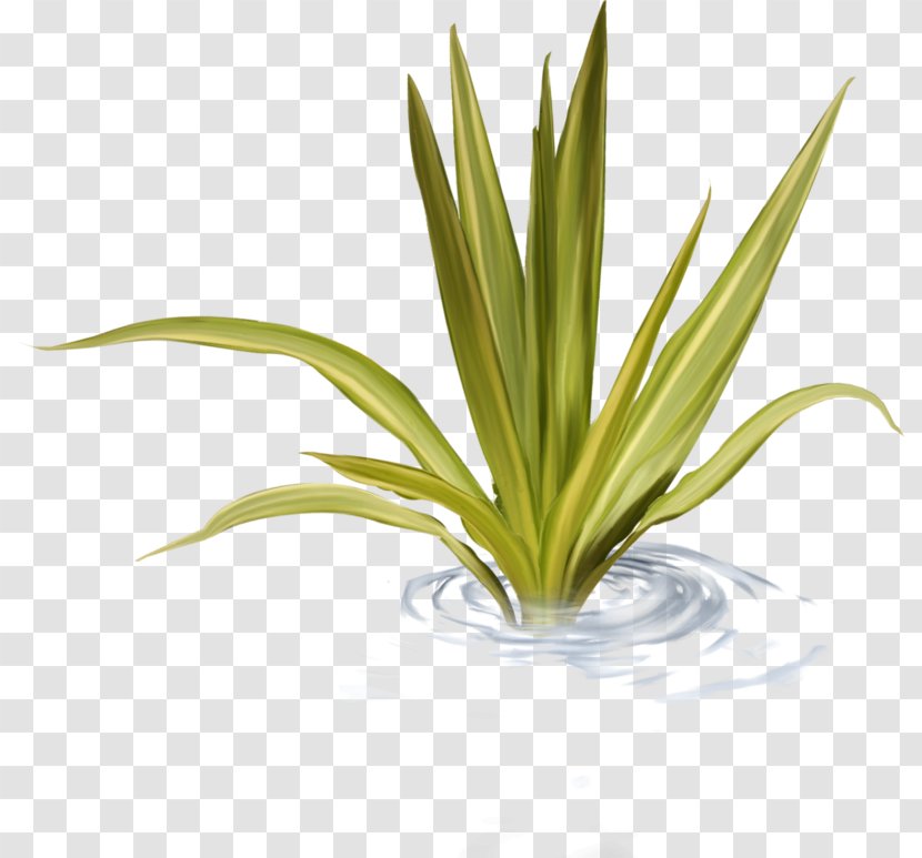 Water Grass - Family Transparent PNG