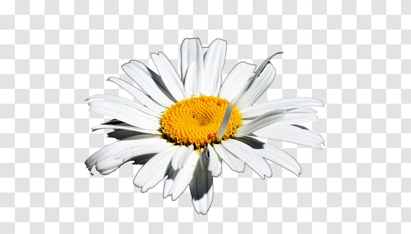 Common Daisy Oxeye Marguerite Chrysanthemum Transvaal - Chamaemelum Nobile - Innocence Transparent PNG