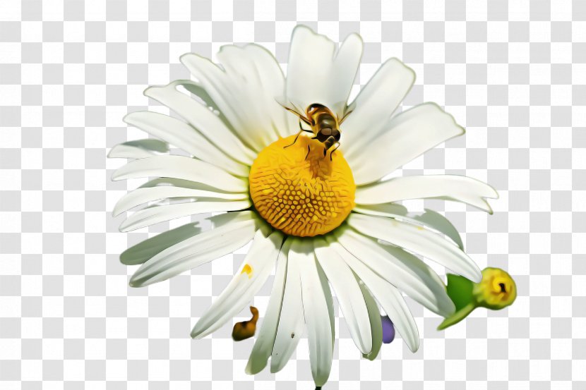 Daisy - Mayweed - Bee Camomile Transparent PNG