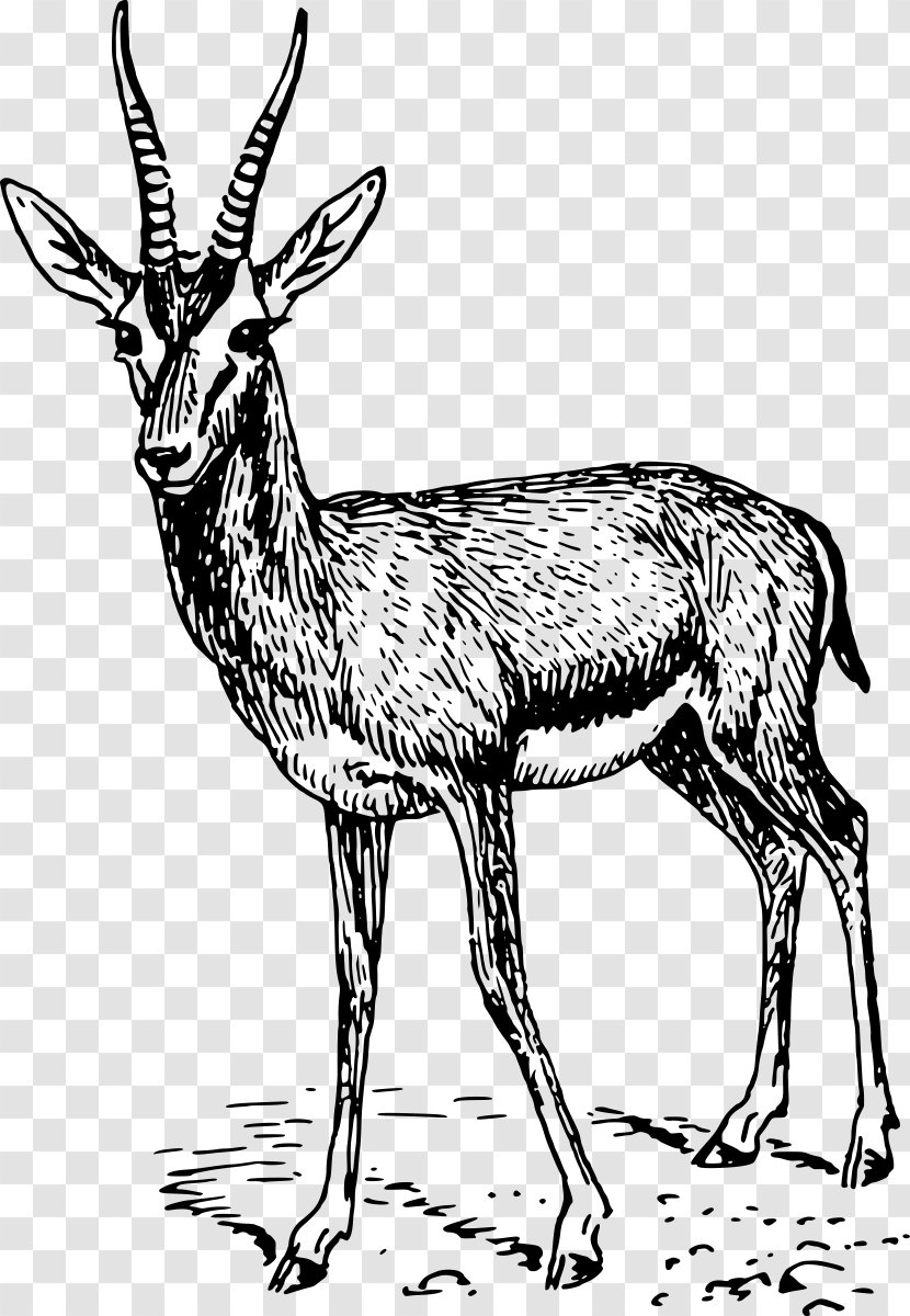 Thomson's Gazelle Impala Antelope Drawing - Tail Transparent PNG